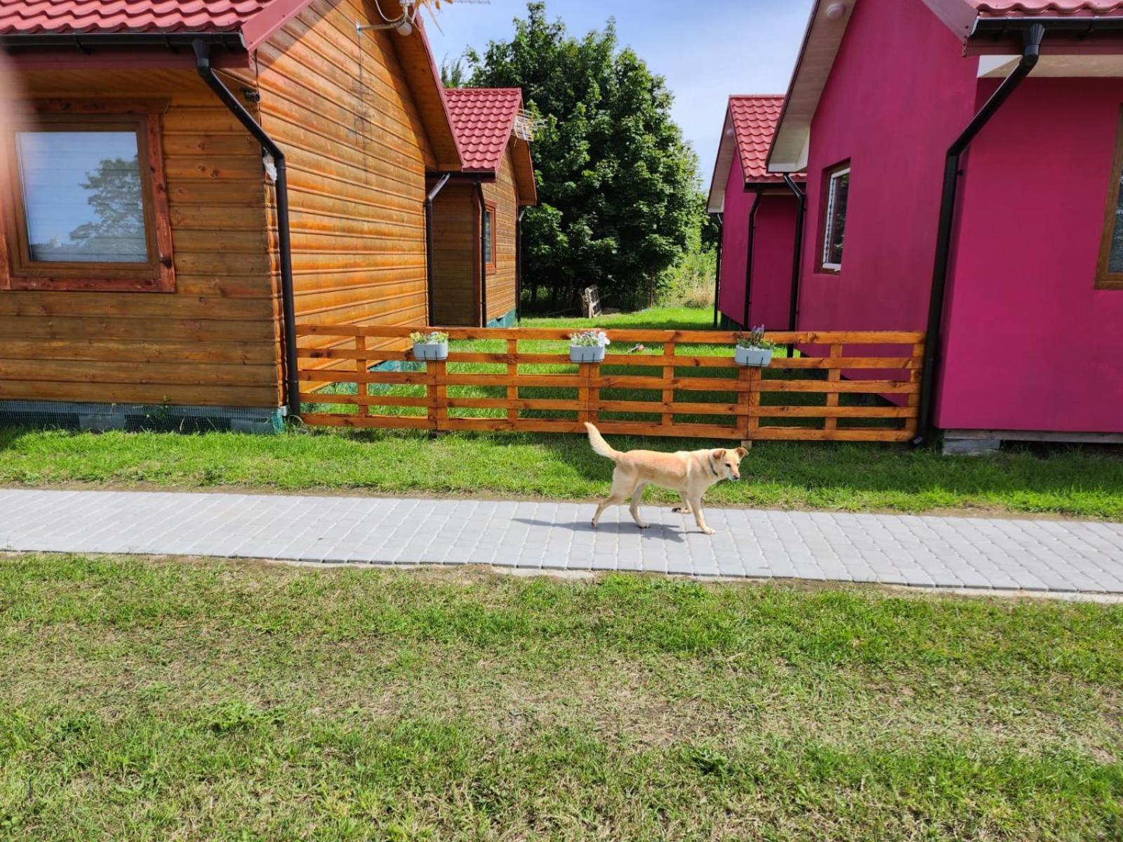 Domki Letniskowe U Zuni Chłopy Dış mekan fotoğraf